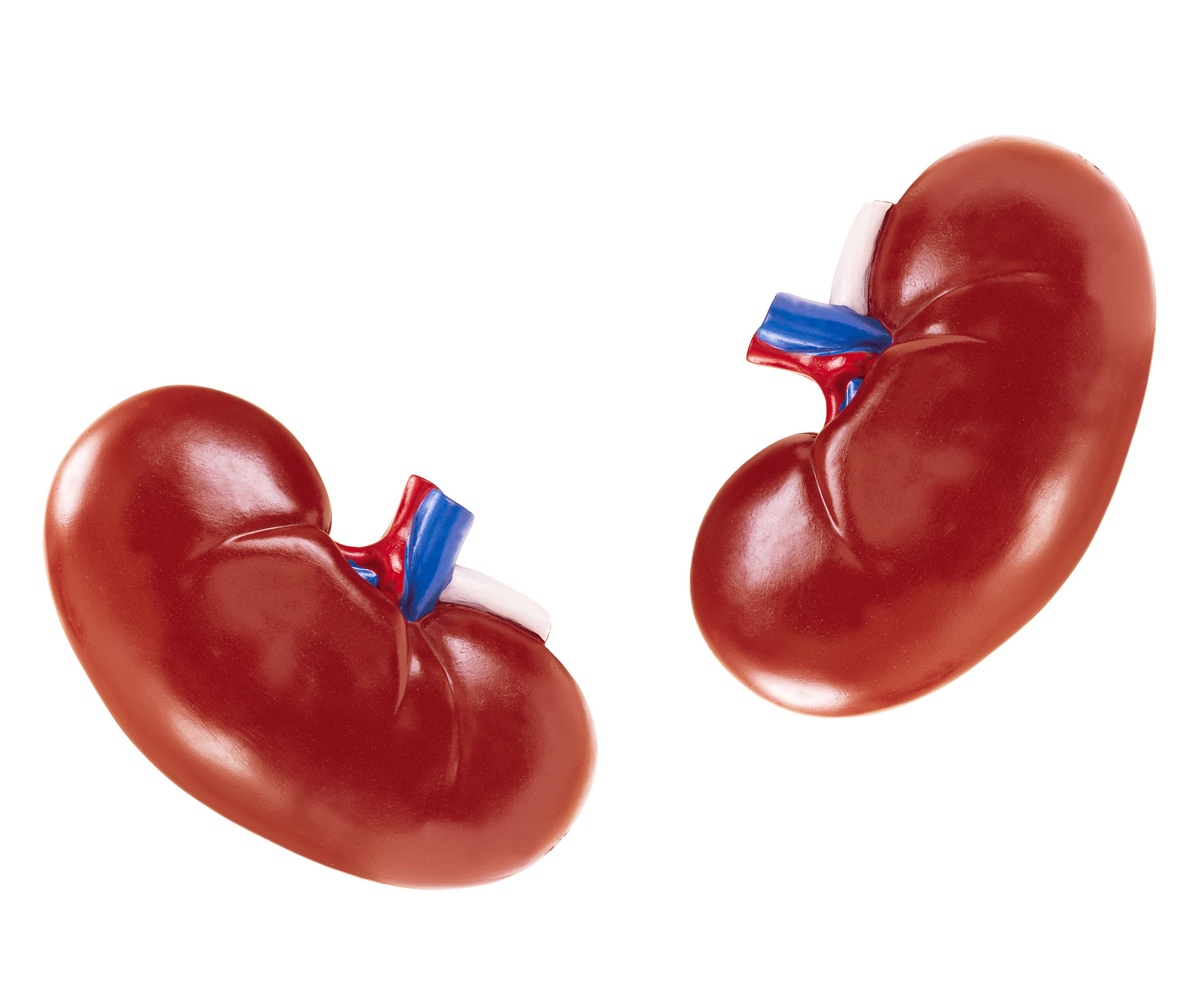 5 Ways To Keep Your Kidneys Healthy